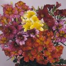 Salpiglossis Royale Casino Mix 100 seeds