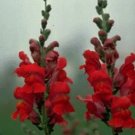 Snapdragon Rocket Red 1,000 seeds