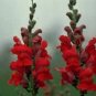 Snapdragon Rocket Red 1,000 seeds