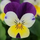 Viola Sorbet XP Lemon Jumpup 250 seeds