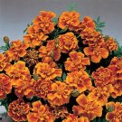 Marigold Safari Queen 1,000 seeds
