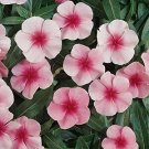 Vinca Mediterranean XP Strawberry 250 seeds