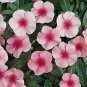 Vinca Mediterranean XP Strawberry 250 seeds