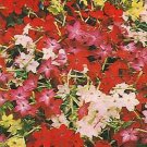 Nicotiana Perfume MIx 500 seeds