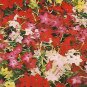 Nicotiana Perfume MIx 500 seeds