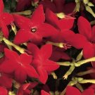 Nicotiana Perfume Red 500 seeds
