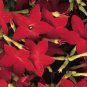 Nicotiana Perfume Red 500 seeds