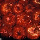 Helichrysum Monster Fireball Red 1,000 seeds