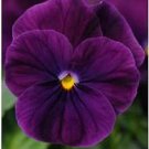 Viola Sorbet XP Purple 250 seeds