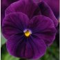 Viola Sorbet XP Purple 250 seeds