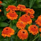 Zinnia Zinderella Orange 100 seeds