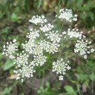 Ammi Majus Bishops Flower 5,000 seeds