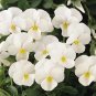 Viola Sorbet XP White (Coconut) 250 seeds