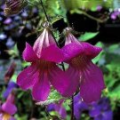 Rehmannia elata 1,000 seeds