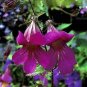 Rehmannia elata 1,000 seeds