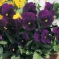 Viola Penny Violet 250 seeds