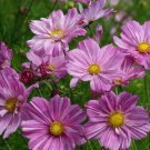 Cosmos Rosetta 250 seeds