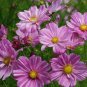 Cosmos Rosetta 250 seeds