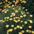 Marigold Signet Lemon Gem 1,000 seeds