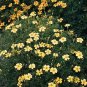 Marigold Signet Lemon Gem 1,000 seeds