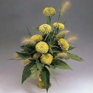 Zinnia Benary Giant Lime 250 seeds
