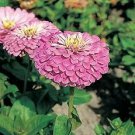 Zinnia Benary Giant Lilac 250 seeds