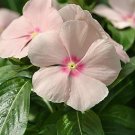 Vinca Mediterranean XP Peach 250 seeds