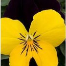 Viola Sorbet XP Yellow JumpUp 250 seeds