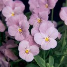 Viola Sorbet XP Lilac Ice 250 seeds