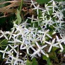 Clematis flammula 100 seeds