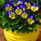 Viola Penny Primrose Picotee 250 seeds