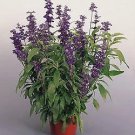 Salvia Evolution Violet [Purple] 500 seeds