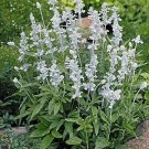 Salvia Evolution White 500 seeds