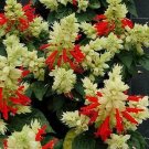 Salvia Reddy White Surprise 250 seeds
