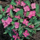 Oenothera kunthiana Glowing Magenta 250 seeds
