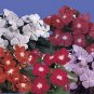 Vinca Pacifica XP Mix 500 seeds