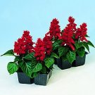 Salvia Reddy Bright Red 250 seeds