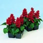 Salvia Reddy Bright Red 250 seeds
