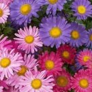 Aster Rainbow Mix 1,000 seeds