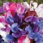 Sweet Pea Early Bloom Mix 100 seeds