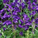 Campanula latifolia Macrantha 500 seeds