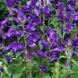 Campanula latifolia Macrantha 500 seeds