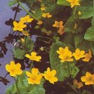 Caltha palustris 250 seeds