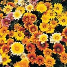 Gazania Dynastar Mix 250 seeds
