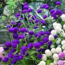Gomphrena Las Vegas Purple 250 seeds