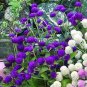 Gomphrena Las Vegas Purple 250 seeds