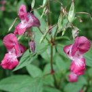Balsam Impatiens balsamina 500 seeds