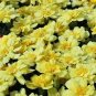 Marigold Alumia Vanilla Cream 500 seeds