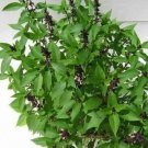 Basil Holy (Sacred) Nicobar 1,000 seeds