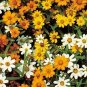 Zinnia Star Bright Mix 1,000 seeds